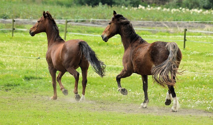 running-horses
