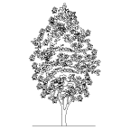 Autocad drawing deciduous tree 2 dwg , in Garden & Landscaping Trees