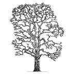 Autocad drawing old tree without leaves trunk branches leafless dwg , in Garden & Landscaping Trees