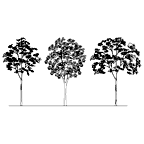 Autocad drawing Three big trees in line dwg , in Garden & Landscaping Trees