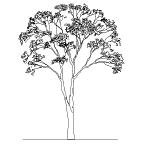 Autocad drawing deciduous trees 1 dwg , in Garden & Landscaping Trees