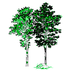 Autocad drawing Pair of Trees with a big rock green leaves dwg , in Garden & Landscaping Trees